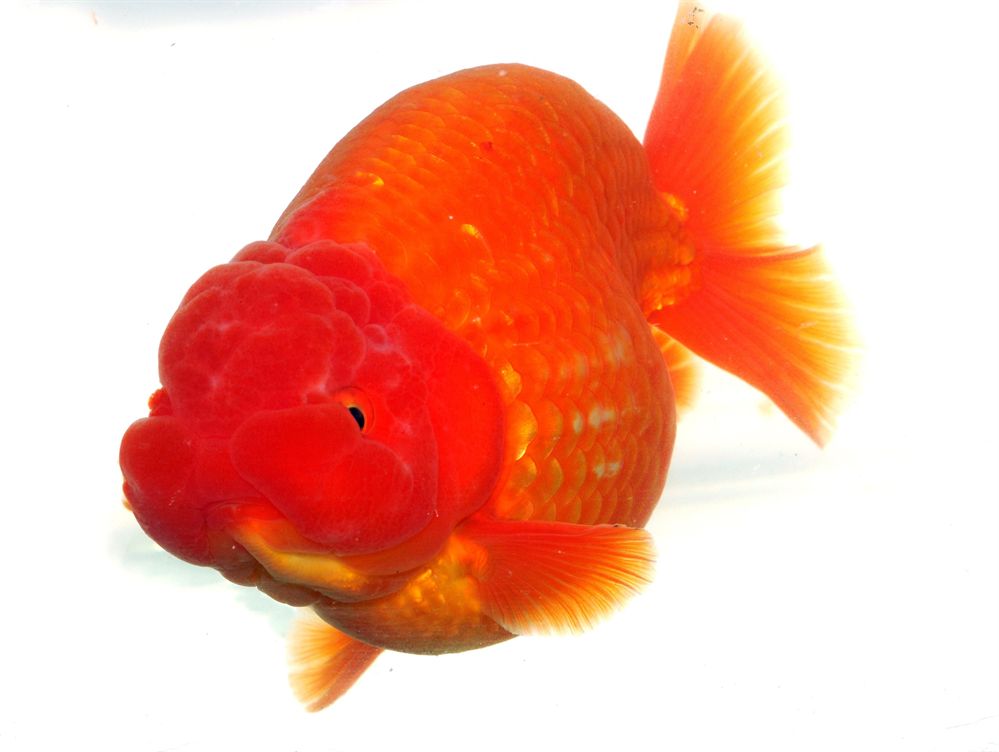 觀賞魚進(jìn)出口規(guī)定（全球觀賞魚市場(chǎng)的趨勢(shì)與挑戰(zhàn)全球觀賞魚市場(chǎng)的趨勢(shì)與挑戰(zhàn)）