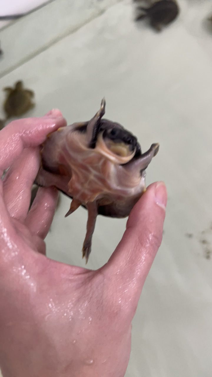 #豬鼻龜#魚缸精靈 #豬鼻龜#魚缸精靈 龍魚論壇 第1張