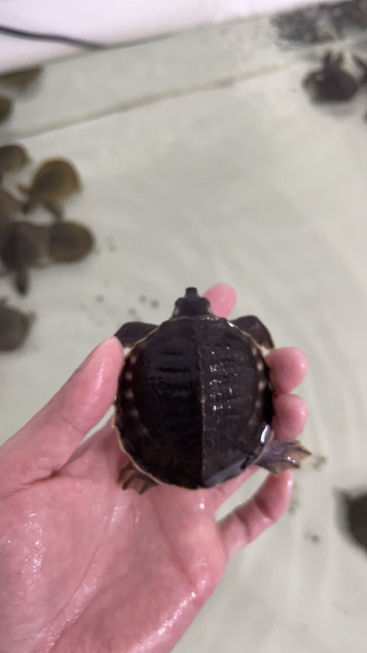 #豬鼻龜#魚缸精靈 #豬鼻龜#魚缸精靈 龍魚論壇 第2張