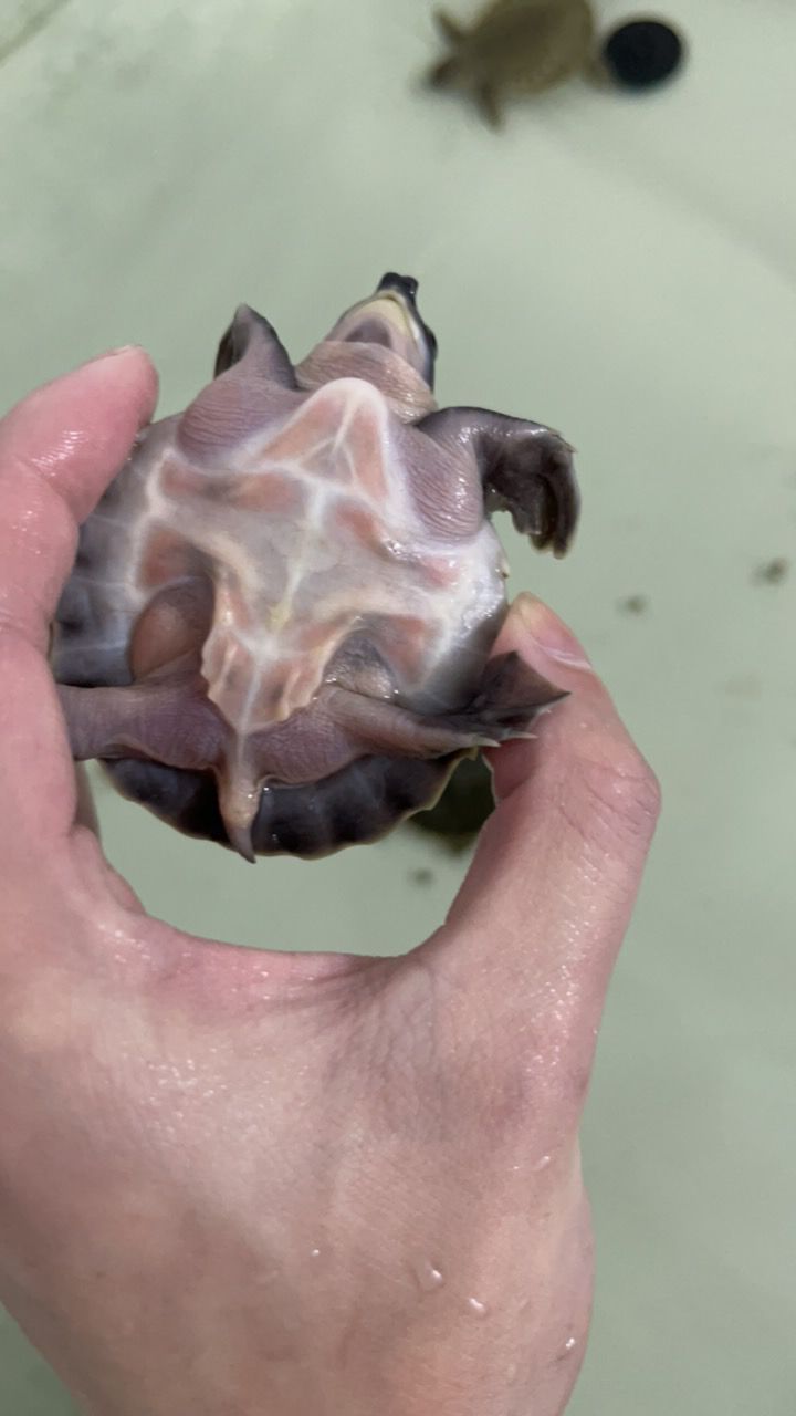 #豬鼻龜#魚缸精靈 #豬鼻龜#魚缸精靈 龍魚論壇 第3張