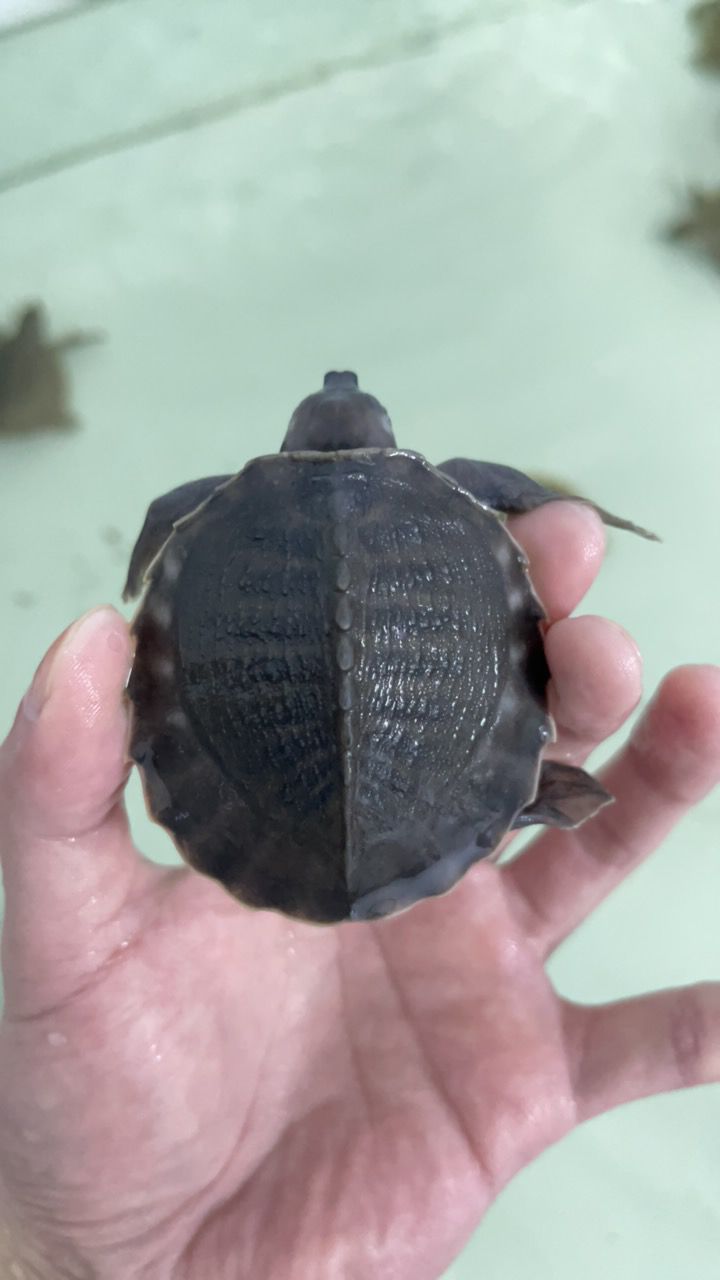 #豬鼻龜#魚缸精靈 #豬鼻龜#魚缸精靈 龍魚論壇 第4張