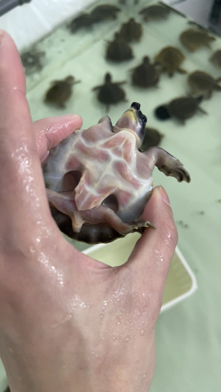#豬鼻龜#魚缸精靈 #豬鼻龜#魚缸精靈 龍魚論壇 第5張