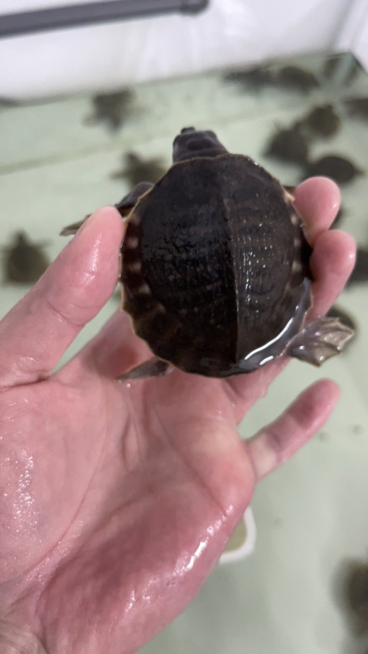 #豬鼻龜#魚缸精靈 #豬鼻龜#魚缸精靈 龍魚論壇 第6張