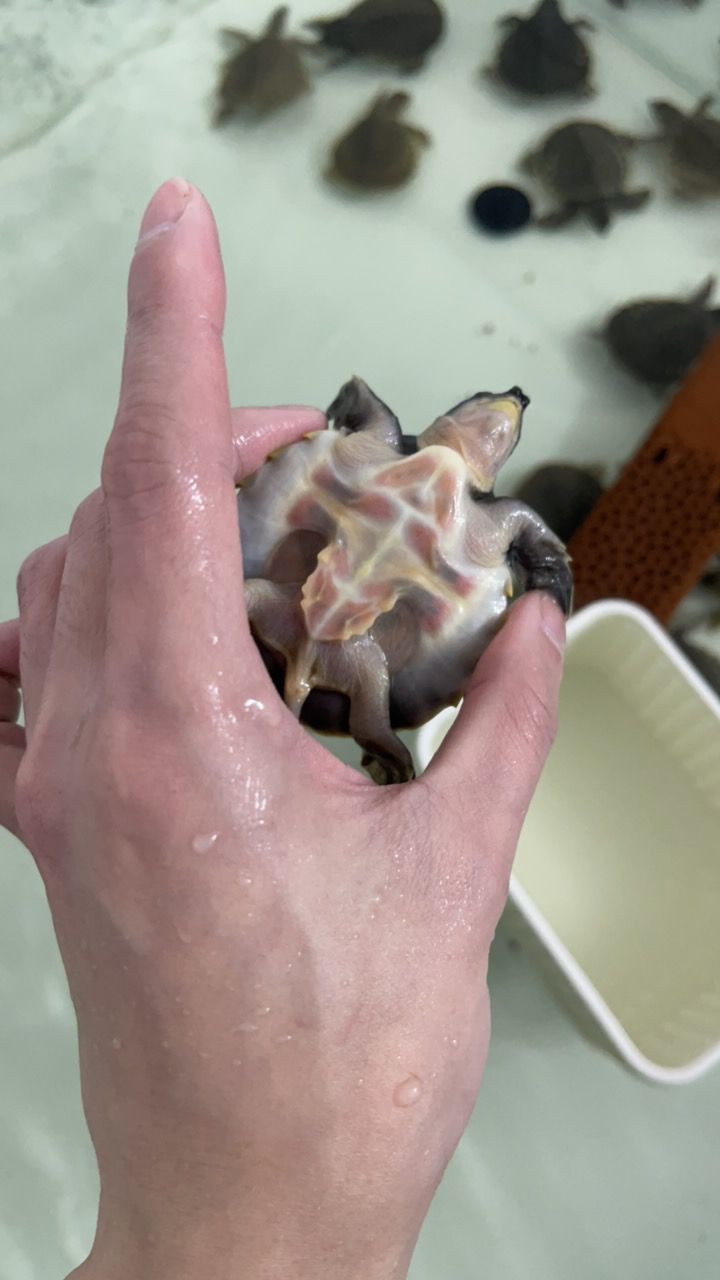 #豬鼻龜#魚缸精靈 #豬鼻龜#魚缸精靈 龍魚論壇 第7張