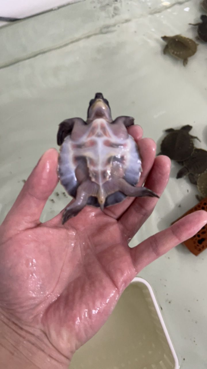 #豬鼻龜#魚缸精靈 #豬鼻龜#魚缸精靈 龍魚論壇 第9張
