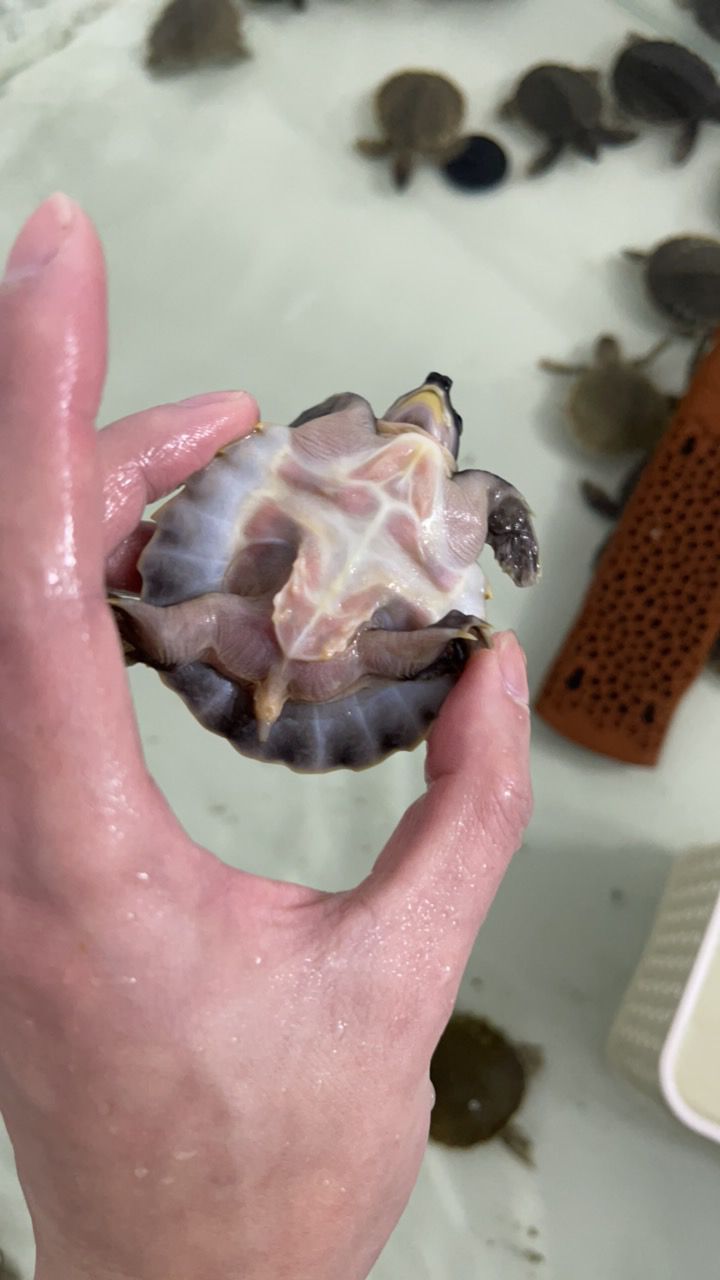 #豬鼻龜#魚缸精靈 #豬鼻龜#魚缸精靈 龍魚論壇 第10張