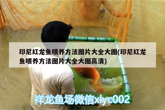 印尼紅龍魚喂養方法圖片大全大圖(印尼紅龍魚喂養方法圖片大全大圖高清)