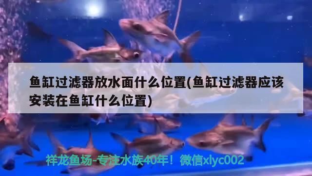 揚州紅龍魚村訂餐電話號碼多少：揚州紅龍魚村提供訂餐服務