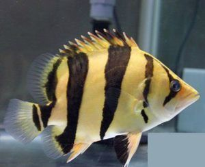 泰國虎魚最佳飼養(yǎng)溫度，泰國虎魚最佳飼養(yǎng)溫度范圍是24-28攝氏度