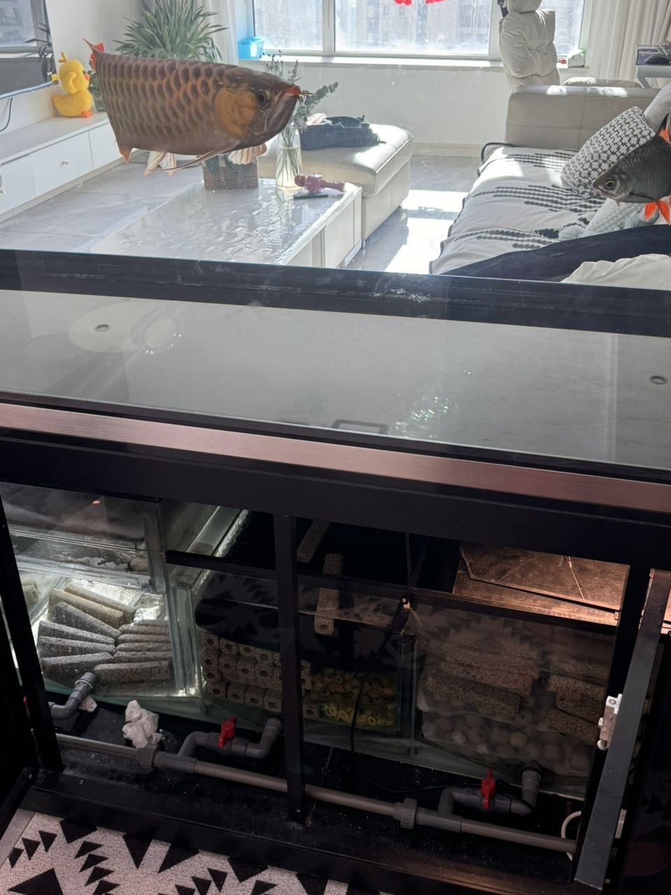 彩蝶魚缸，龍潭新兵2米×750