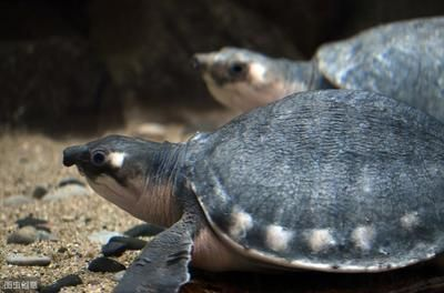 豬鼻龜人工繁殖視頻播放：豬鼻龜人工繁殖視頻和豬鼻龜怎么繁殖視頻對應的相關信息