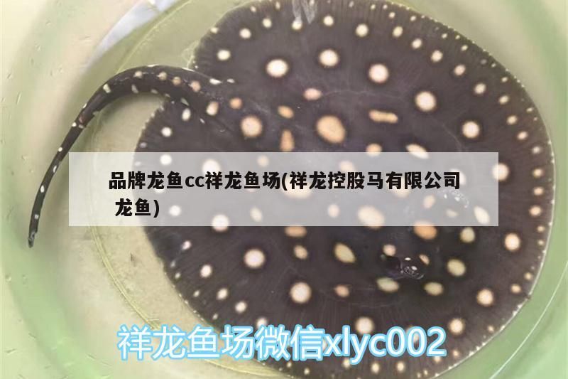 品牌龍魚cc祥龍魚場(祥龍控股馬有限公司龍魚)