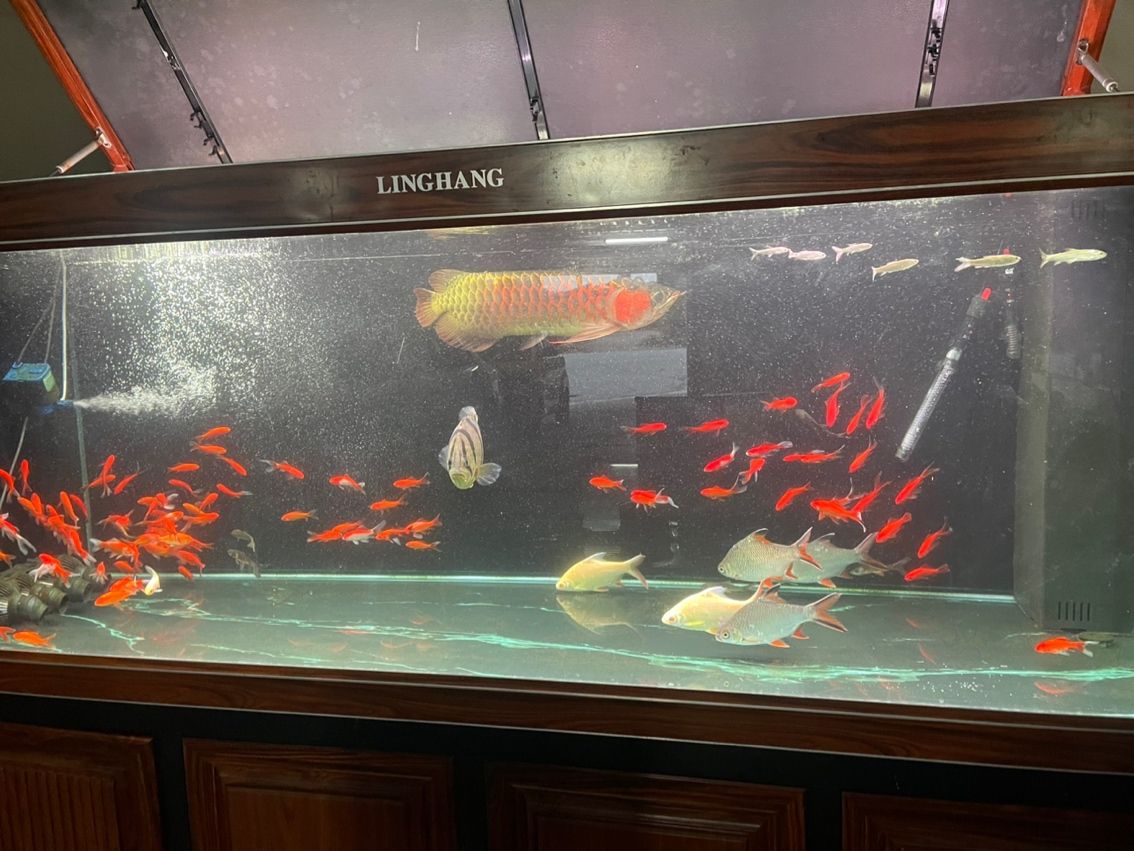 升級(jí)處理三條龍魚(yú)，最好打包帶走。6800一口價(jià)不講價(jià)
