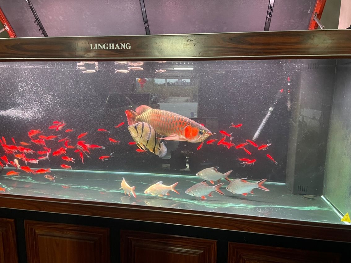 升級(jí)處理三條龍魚(yú)，最好打包帶走。6800一口價(jià)不講價(jià)