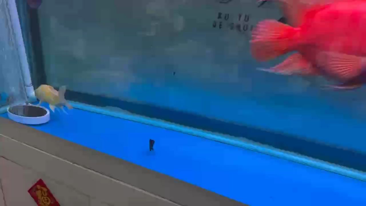 新入兩只小腦斧、挑戰(zhàn)天價(jià)魚飼料