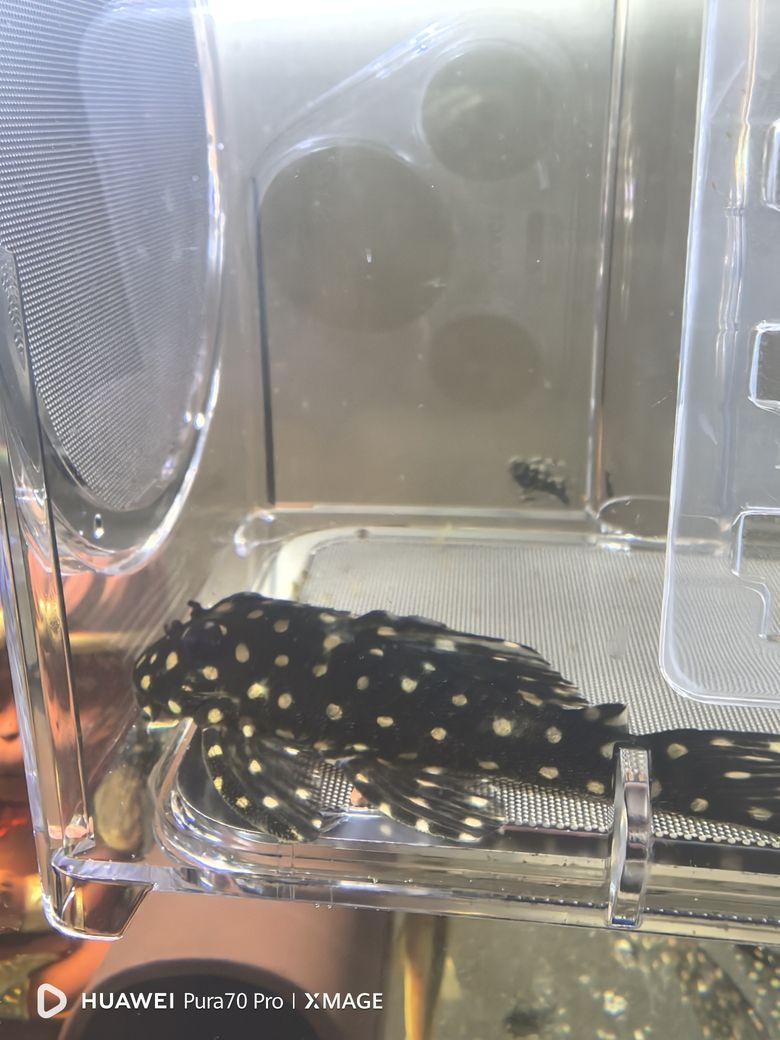 大神幫我看看是公魚還是母魚