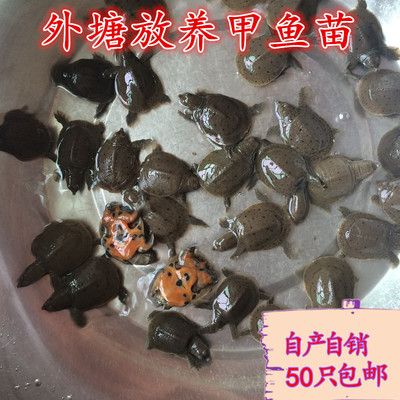 有七彩龍魚這個品種嗎圖片大全：探尋七彩龍魚之謎，真相與賞析