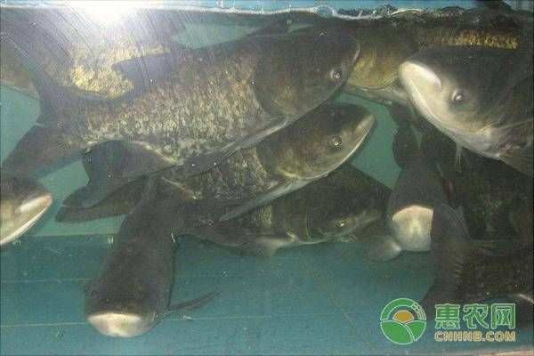 長得最快的鯽魚排名（生長最快的鯽魚品種排名）
