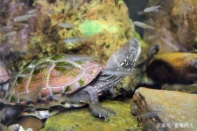 豬鼻龜32度溫度行嗎：豬鼻龜水溫32度可以嗎