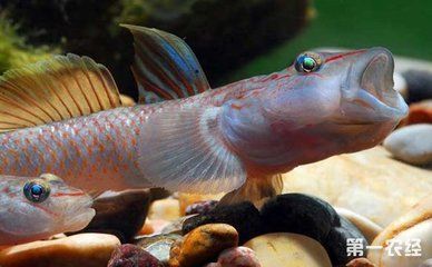 虎魚能養幾年壽命：虎魚的壽命因其品種和飼養條件不同而有所差異