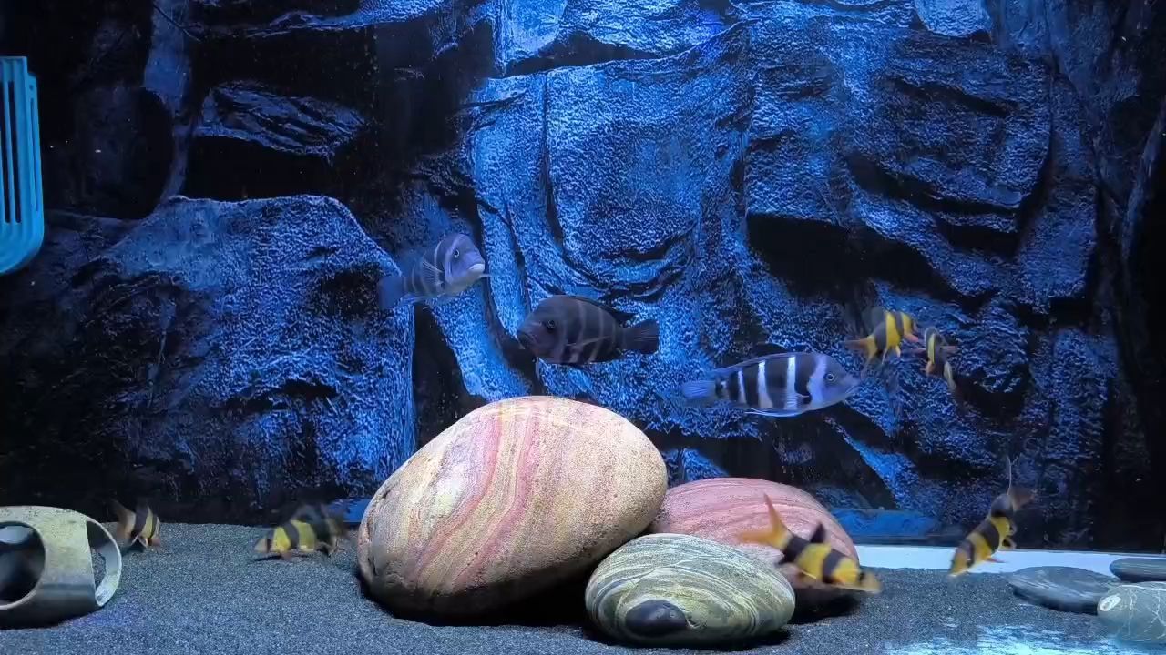 三間鼠蠻可愛
