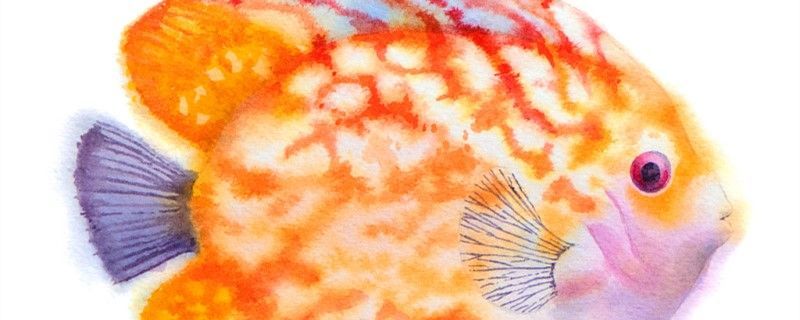 如何聯系到金龍魚廠家批發電話？，益海嘉里金龍魚批發