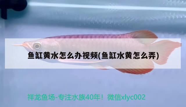 什么淡水觀賞魚好看（什么淡水觀賞魚好看又好養）