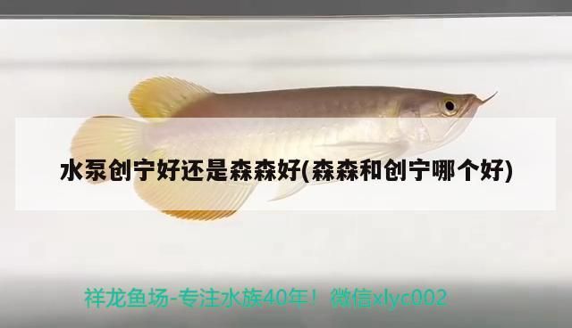 水泵創寧好還是森森好(森森和創寧哪個好)