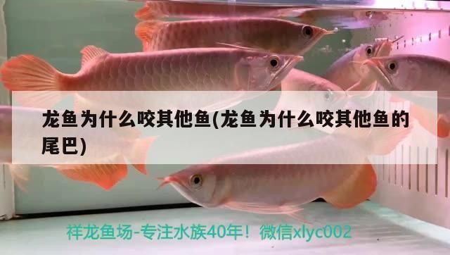 飼料 龍魚為什么咬其他魚(龍魚為什么咬其他魚的尾巴) 觀賞魚百科 龍魚為什么咬其他魚(龍魚為什么咬其他魚的尾巴) 龍魚為什么咬其他魚(龍魚為什么咬其他魚的尾巴) 觀賞魚百科