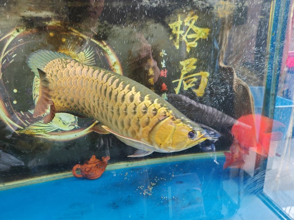 記錄一下，入缸279天啦，