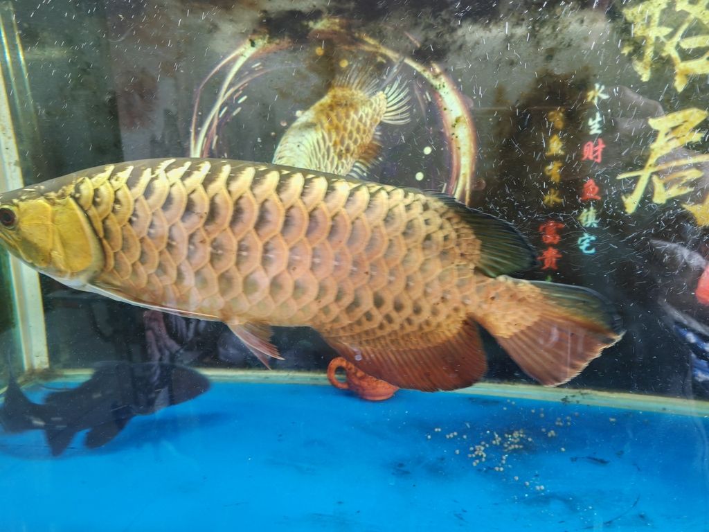 記錄一下，入缸279天啦，