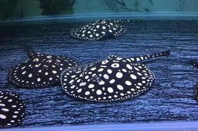 廣州水族器材批發市場在哪里進貨（廣州水族器材及用品批發市場最新趨勢和發展方向）