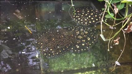 魟魚什么品種最貴的：盤點幾種價格較高的魟魚品種