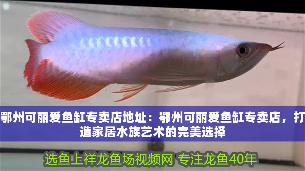 鄂州可麗愛魚缸專賣店地址：鄂州可麗愛魚缸專賣店，打造家居水族藝術的完美選擇