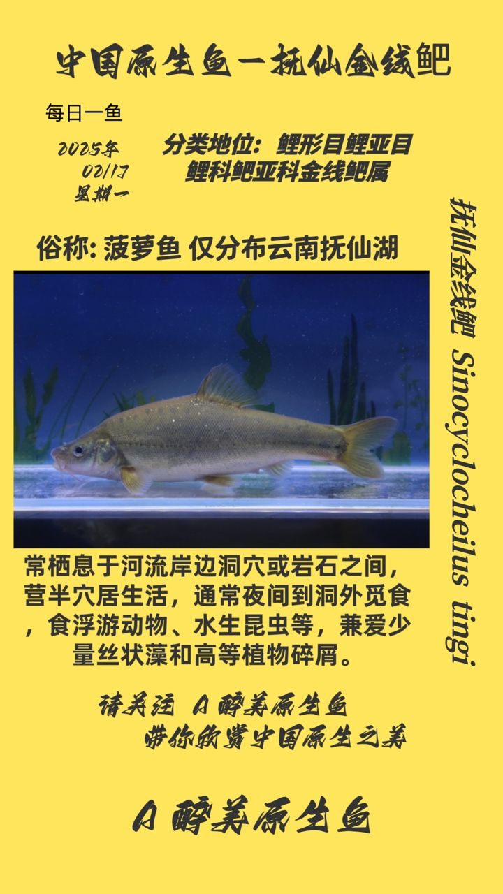 撫仙金線鲃 撫仙金線鲃 龍魚論壇