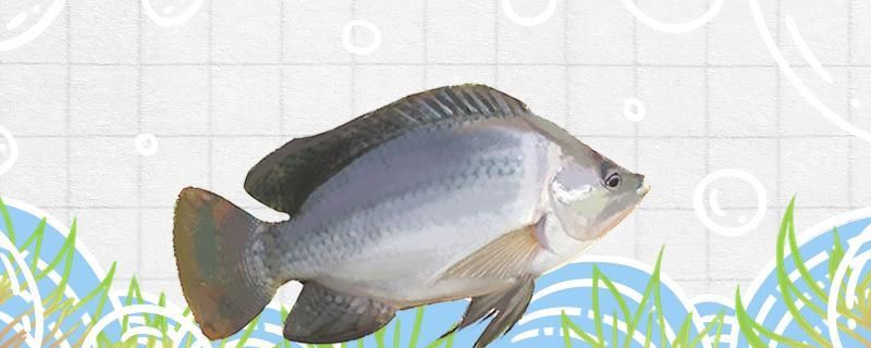 阜陽魚缸水景在哪里買的啊圖片大全集（阜陽有沒有水族館）