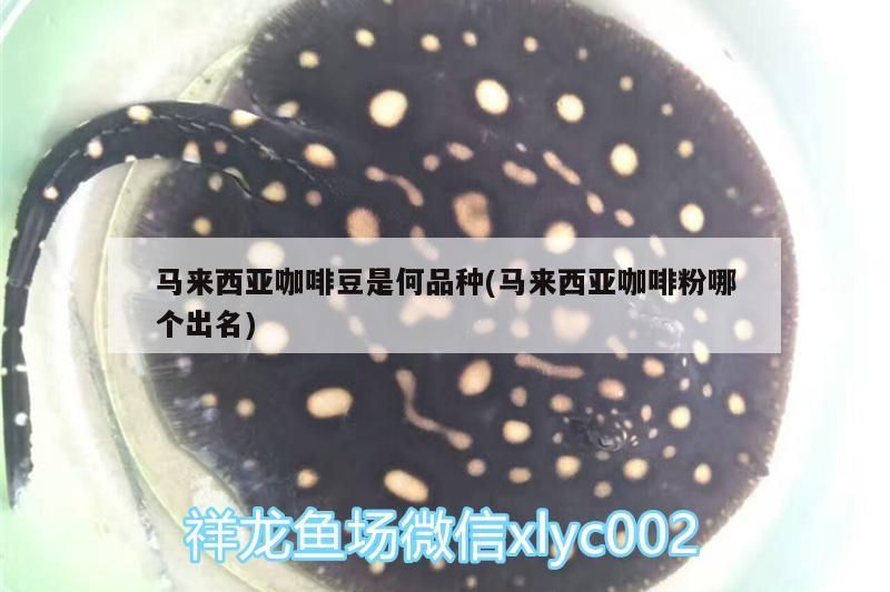 馬來西亞咖啡豆是何品種(馬來西亞咖啡粉哪個出名)