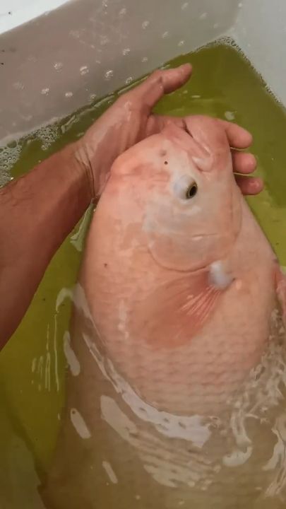 武清龍魚是否屬于高嘌呤食物？（武清龍魚屬于高嘌呤食物，痛風患者可以吃武清龍魚嗎）