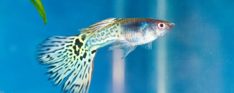 孔雀魚需要放魚鹽嗎需要加熱嗎