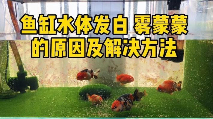 魚缸水總是發白霧蒙蒙的什么原因，-魚缸水發白霧蒙蒙的現象可能涉及多種因素