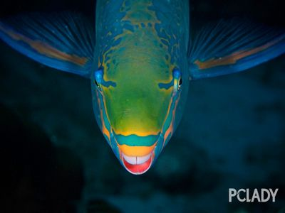 虎魚(yú)身上條紋不明顯什么原因：虎魚(yú)身上條紋不明顯是什么原因虎魚(yú)身上條紋不明顯