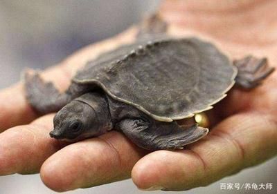 豬鼻龜?shù)澳睦镉匈u的：豬鼻龜哪里能買
