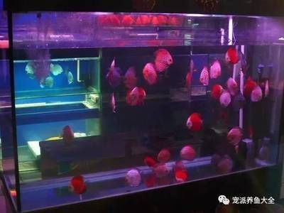 觀賞魚進貨網站推薦哪個（觀賞魚養(yǎng)殖技術入門） 觀賞魚進貨網站推薦哪個（觀賞魚養(yǎng)殖技術入門） 天王紅龍 第4張