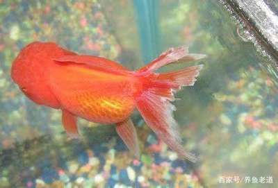 錦鯉尾巴紅血絲怎么治療（錦鯉尾巴紅血絲怎么辦）