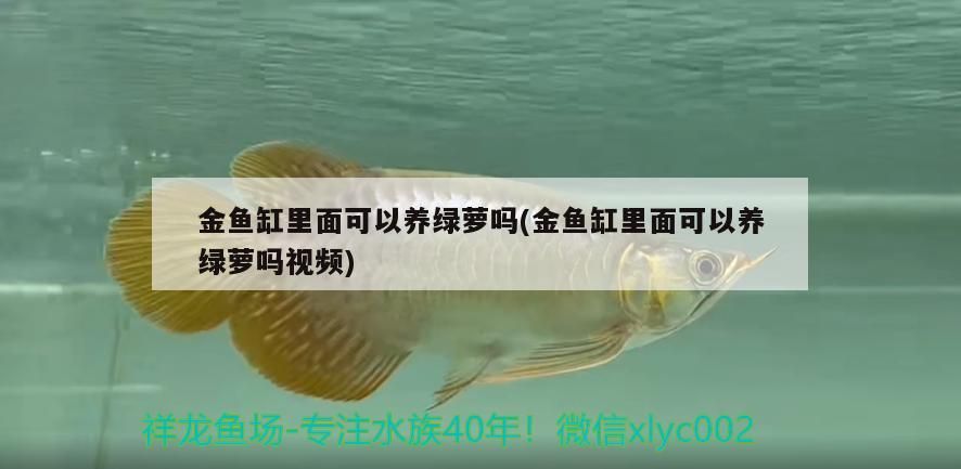 金魚缸里面可以養綠蘿嗎(金魚缸里面可以養綠蘿嗎視頻)