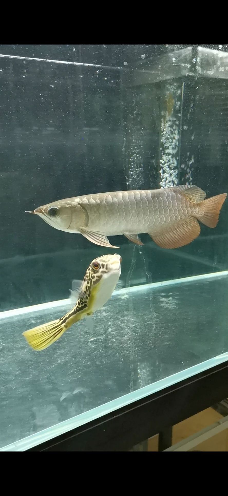 李亞四過背金龍入缸一周 李亞四龍魚 第1張 李亞四過背金龍入缸一周 李亞四過背金龍入缸一周 李亞四龍魚 第1張