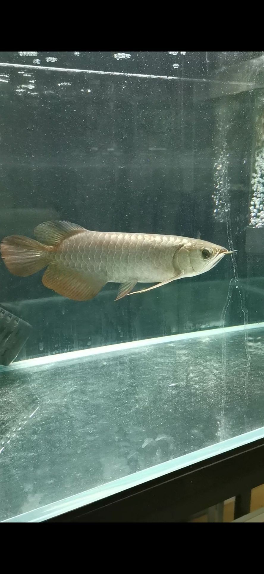 李亞四過背金龍入缸一周 李亞四龍魚 第2張 李亞四過背金龍入缸一周 李亞四過背金龍入缸一周 李亞四龍魚 第2張