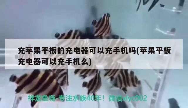 充蘋果平板的充電器可以充手機嗎(蘋果平板充電器可以充手機么)