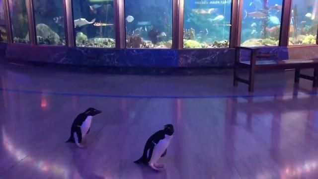 現在水族館生意怎么樣啊知乎：中國水族館行業發展趨勢