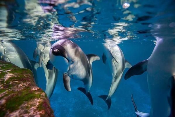 現在水族館生意怎么樣啊知乎：中國水族館行業發展趨勢